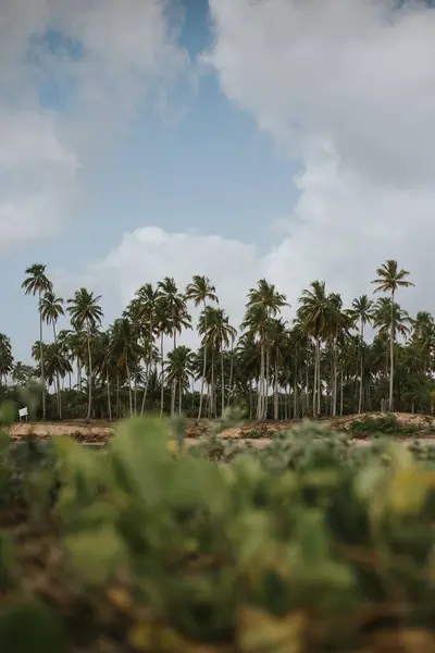 Mavi gökyüzü olan bir sürü yeşil palmiye.