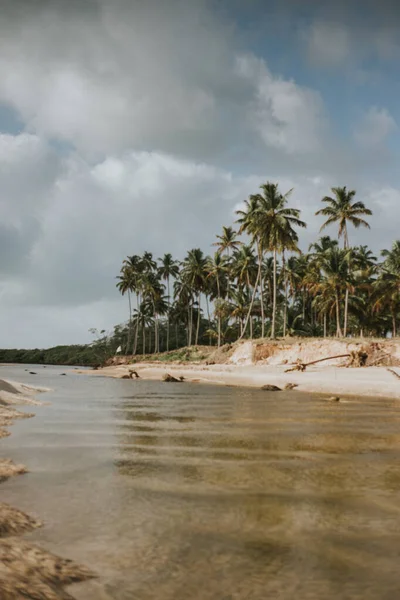 Kumlu kristal nehir ve mavi gökyüzü olan palmiye ağaçları.