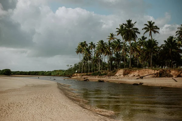 Kumlu kristal nehir ve mavi gökyüzü olan palmiye ağaçları.