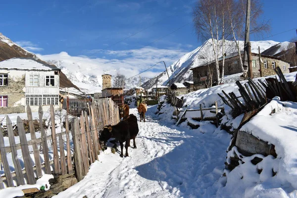 Kış Ushguli 'de Kafkasya Dağları' nda Samegrelo-Zemo Svaneti Bölgesi, Gürcistan