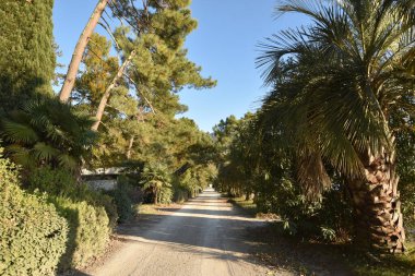 Palmiye ağaçları ve çalıları olan toprak bir yol.
