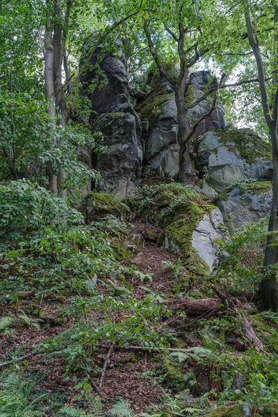 Vue jusqu'à une paroi rocheuse envahie dans une forêt. — Photo