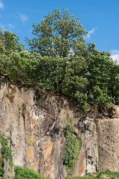 Arbres au bord d'une falaise dans la forêt. — Photo