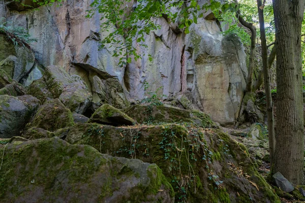 Un escenario cubierto de vegetación frente a la pared de roca en un bosque. — Foto de Stock