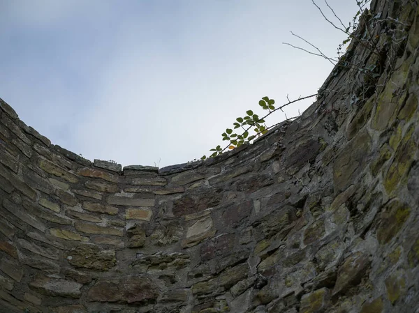 Τεντρίνια τριανταφυλλιάς πάνω από μεσαιωνικό τοίχο. — Φωτογραφία Αρχείου