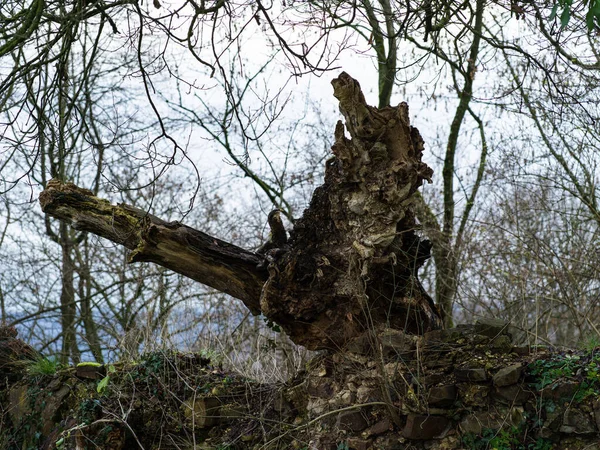 Um tronco de árvore com raízes nos restos de uma parede medieval em ruínas em um dia sombrio. — Fotografia de Stock