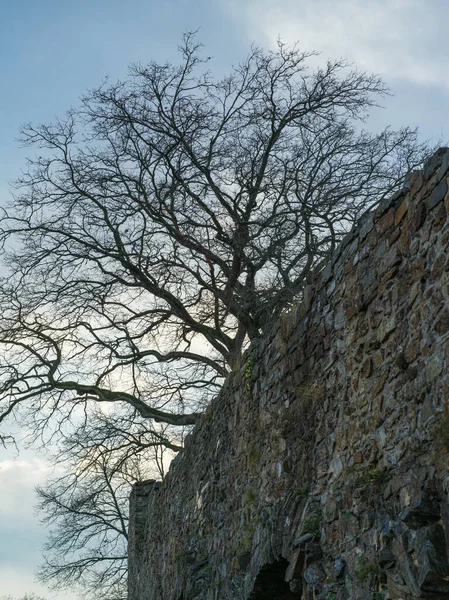 Ένα γυμνό δέντρο πάνω από ένα μεσαιωνικό τείχος μια χειμωνιάτικη μέρα. — Φωτογραφία Αρχείου