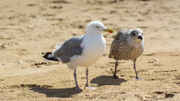 Um par de gaivotas andando na praia. — Fotografia de Stock