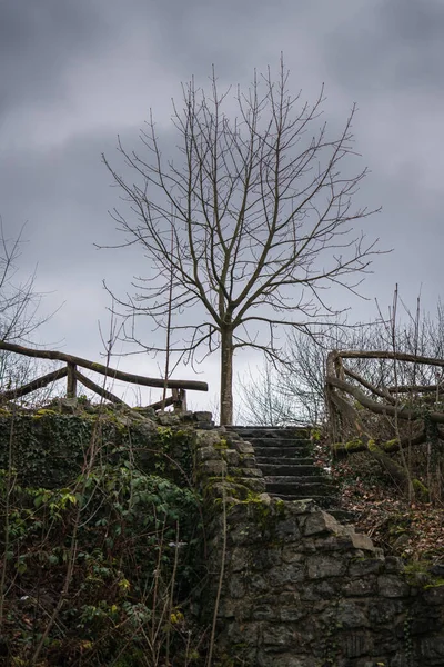 Un albero nudo sui resti di un castello medievale in rovina. — Foto Stock