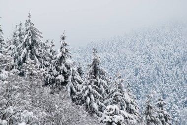Ocak ayında ağaçlar karla kaplı, ormanlık tepelerde dizili.