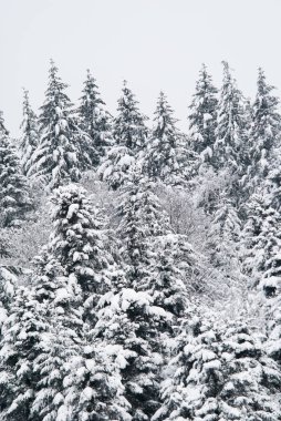 Ocak 'ta karla kaplı bir tepenin tepesinde firavun ağaçları..