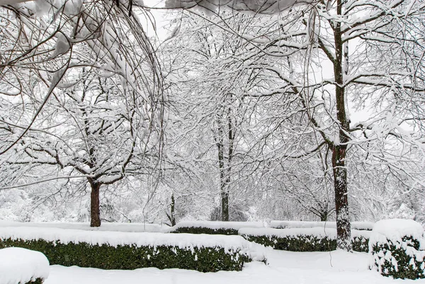 Ocak ayında bulutlu bir havada karla kaplı bir parkta çalılar..