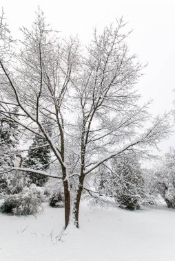 Bulutlu bir havada karla kaplı bir parkta çıplak ağaç...