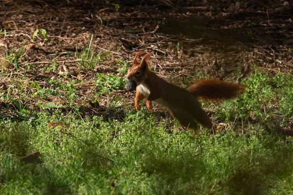 Squirrel runs and jumps across the ground with a nut in its mouth.