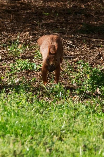Squirrel runs and jumps across the ground with a nut in its mouth. Frontal view.