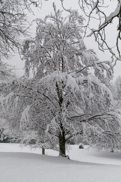 A snow-covered tree in a snow-covered park in cloudy weather..