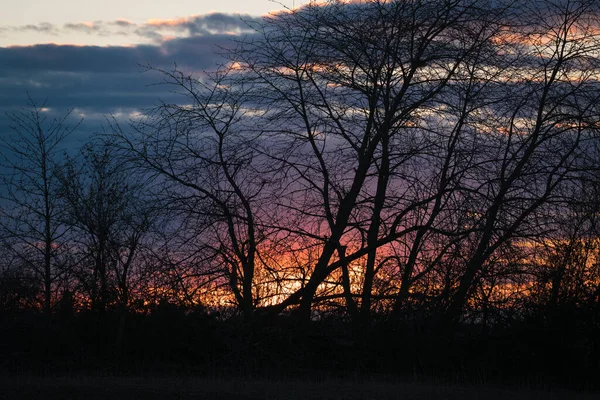 Um pôr-do-sol brilhante através das árvores nuas na borda do campo. — Fotografia de Stock