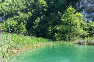 Gölün kıyısındaki sazlıklar Plitvice Gölleri Ulusal Parkı 'ndaki bir kaya duvarının önünde..
