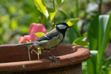 Great tit on the edge of a flower pot in the garden.