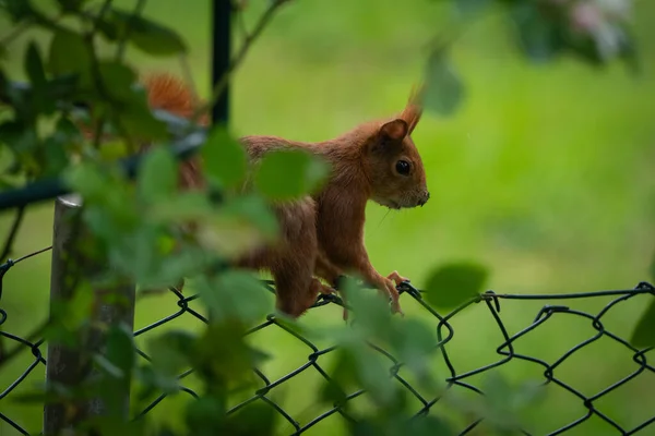 Sqirrel on a fence in the garden. — Stock fotografie