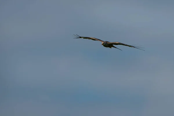 Cercles de Harrier noir dans le ciel d'été légèrement nuageux. — Photo