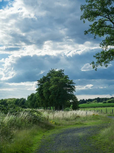 En trädrad längs en grusväg mellan fälten. — Stockfoto