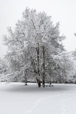 Kasvetli havada bankları olan karlı bir parkta karlı bir ağaç...