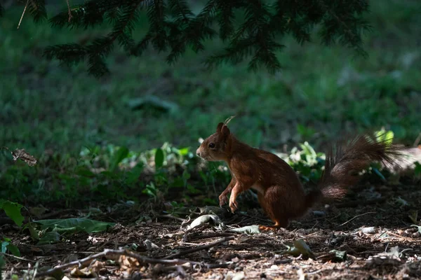 Een eekhoorn in de schaduw onder bomen. — Stockfoto