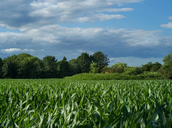 Vista sobre un campo de maíz en pleno verano. —  Fotos de Stock