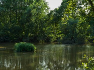 Ormandaki küçük bir gölde sazlıklar.