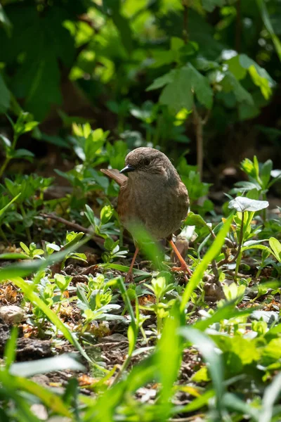 Ein Vogel Ein Dunnock Unterholz Garten Frühling — Stockfoto