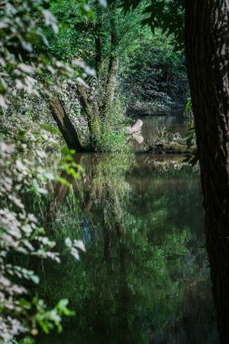 Ormandan gün ışığında bir gölete bak..