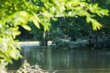 Ormandan bir göle, gün ışığında bak.