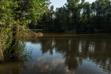 Yeşil ormandaki bir gölün pürüzsüz yüzeyine bak..