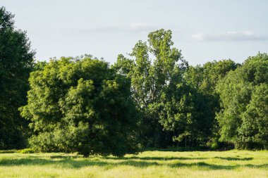 Akşam güneşinde ağaçlarla dolu sel basmış bir çayır. Yaz ortası sahnesi.