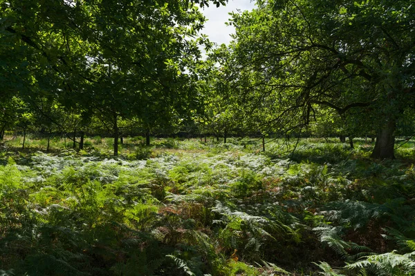 En lätt skog med marken täckt med ormbunkar. — Stockfoto
