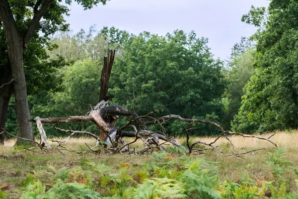 Arbre mort dans la bruyère un jour d'été. — Photo