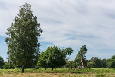 Bir yaz günü fundalıkta ağaçlar.