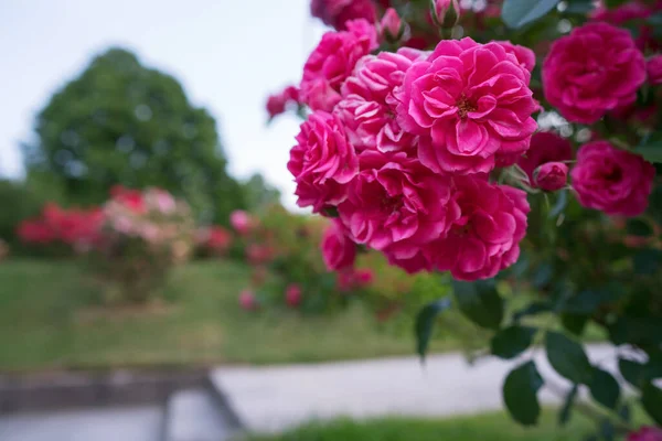 Rose bush in a park in the morning. — Stock Photo, Image