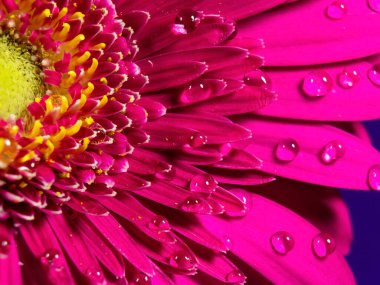 Su damlalı Gerbera çiçeği