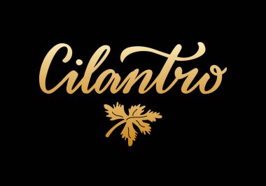 Vector illustration of cilantro lettering for packages, product design, banner, sticker, spice shop price list and  decoration. Handwritten isolated word with a drawn leaf for web or print clipart