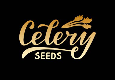 Paketler, ürün tasarımı, afişler, çıkartmalar, baharat dükkanı fiyat listesi ve dekorasyon için kereviz tohumlarının vektör çizimi. Web ya da yazdırmak için çiçek desenli el yazısıyla yazılmış izole sözcük