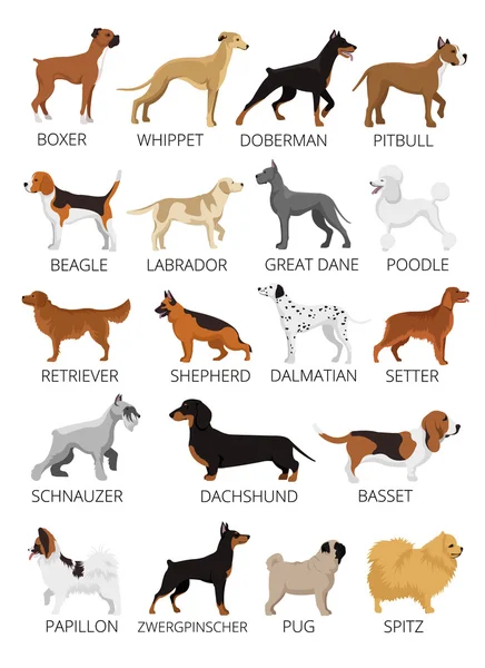 Dogs breed set. Vector flat illustrations — Stock Vector