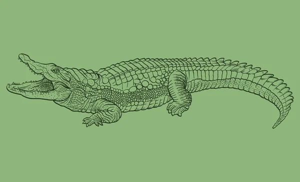 Crocodilo desenhado à mão. Ilustração vetorial — Vetor de Stock