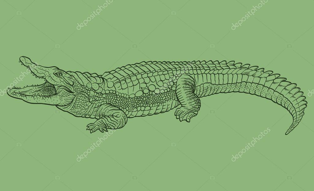 Hand drawn crocodile. Vector illustration