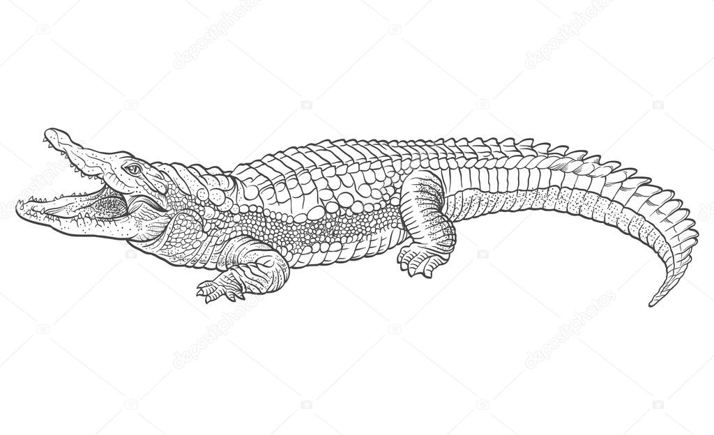 Hand drawn crocodile. Vector illustration