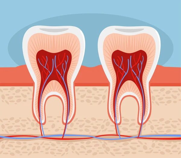 Un dente. Illustrazione piatta vettoriale — Vettoriale Stock