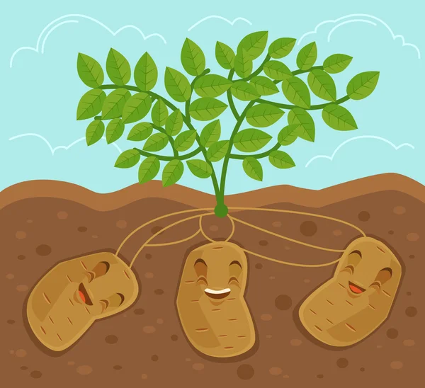 Potato grown underground. Vector flat cartoon illustration — Stock Vector