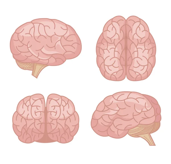 Cérebro humano. Conjunto de desenhos animados plano vetorial — Vetor de Stock