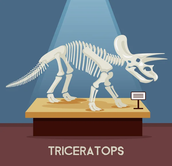 Triceratops esqueleto huesos en la exposición del museo. Vector plano ilustración de dibujos animados — Vector de stock